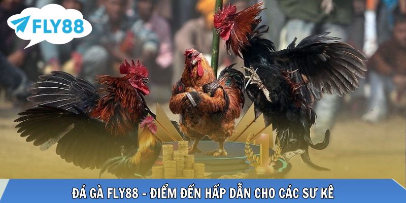 Sảnh đá gà với nhiều trận đấu hấp dẫn