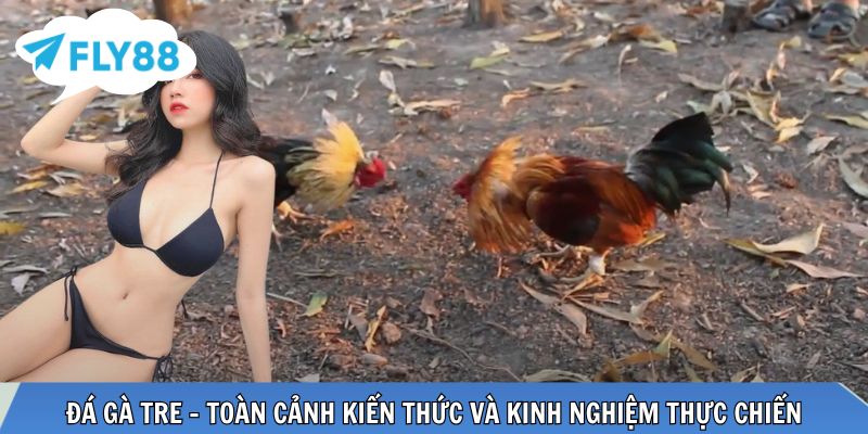 Đá gà tre